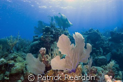 Sea fan and coral in Grand Cayman.  Hope the islanders an... by Patrick Reardon 